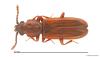Pediacus depressus